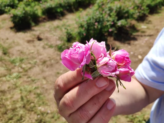 Private Access Rose Festival Kazanlak 05-07.06.2025