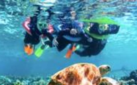 Snorkeling Adventure at Shipwreck and Blue Channel in Coxen Hole