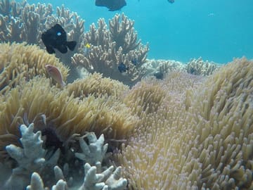 Cham Island Coral
