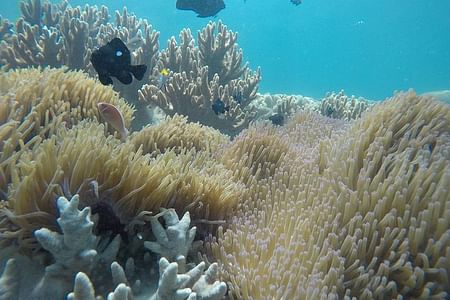 Snorkeling Adventure at Cham Islands by Speedboat from Da Nang