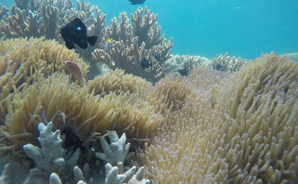 Snorkeling Adventure at Cham Islands from Da Nang
