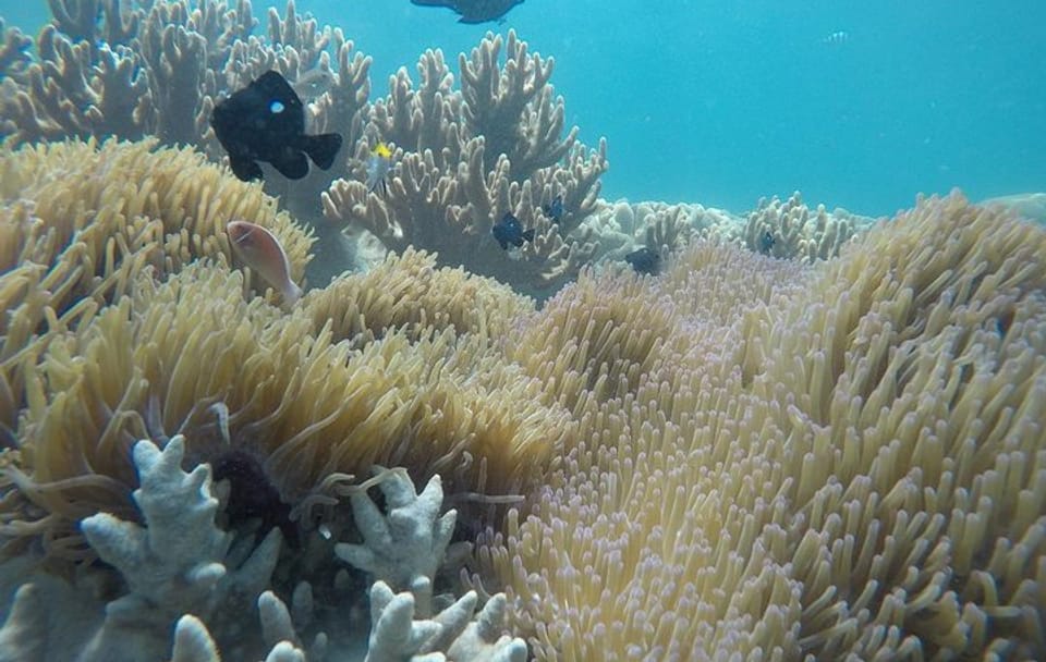 Snorkeling Adventure at Cham Islands from Da Nang