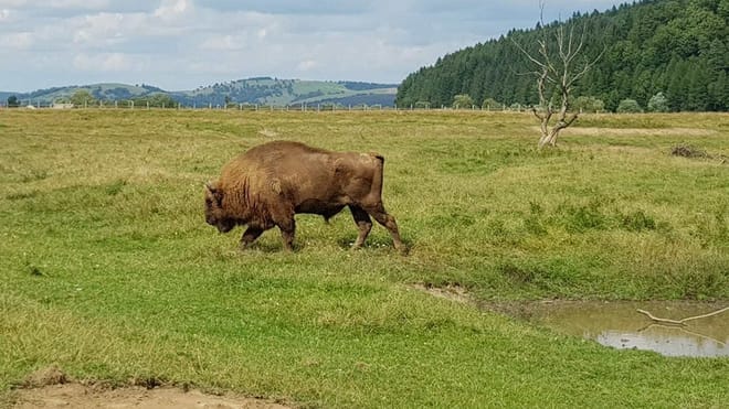 From Brasov: Day Trip to the Bison Reserve & Traditional Lunch photo 5