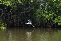 Muthurajawela Sanctuary Bird Watching and Negombo Lagoon Boat Trip from Colombo 4