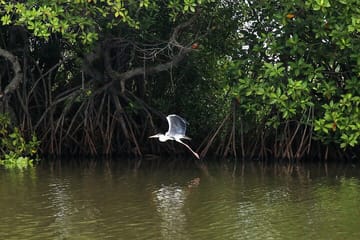 Muthurajawela Sanctuary Bird Watching and Negombo Lagoon Boat Trip