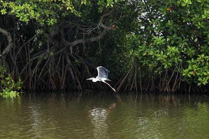 Muthurajawela Sanctuary Bird Watching and Negombo Lagoon Boat Trip
