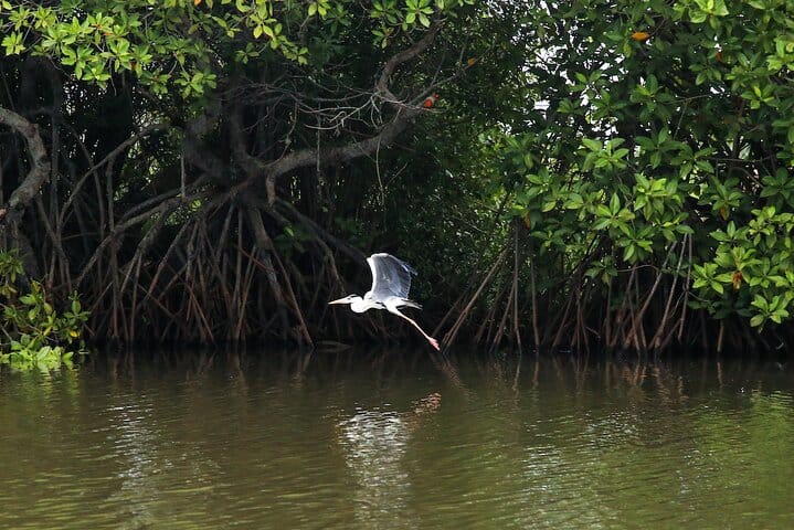 Muthurajawela Sanctuary Bird Watching and Negombo Lagoon Boat Trip from Colombo 4