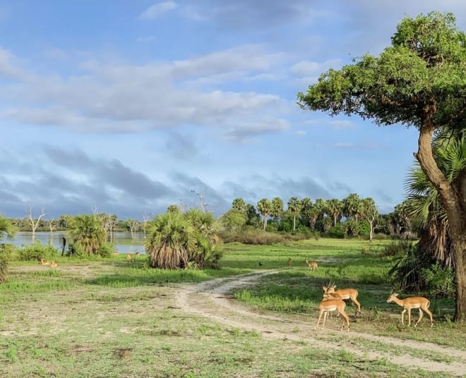 6 Days Southern Tanzania Safari