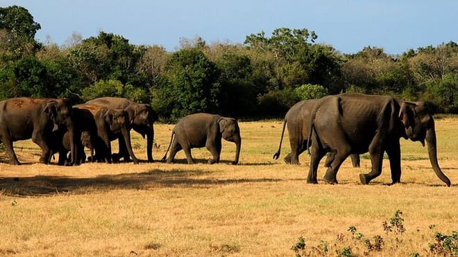  From Habarana: Sigiriya & Minneriya Safari Tour 4
