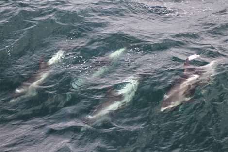 Dolphins swimming in the ocean