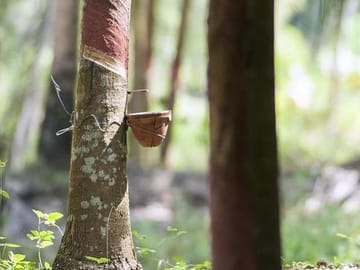 Rubber