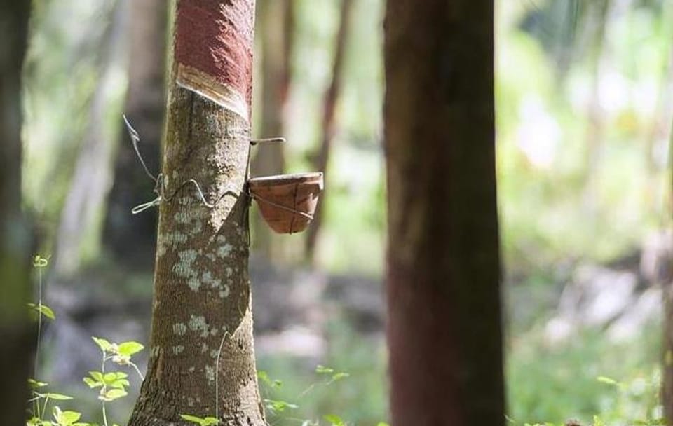 Rubber Museum Tour in Manaus: Explore Amazon's History