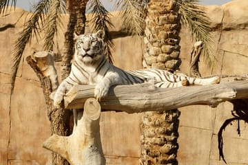 Private Al Ain City Tour with Lunch Pickup included