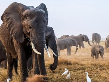Amboseli Full Day Trip from Nairobi