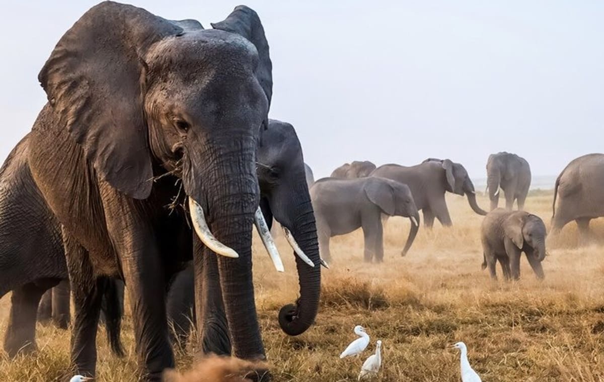 Amboseli Full Day Trip from Nairobi