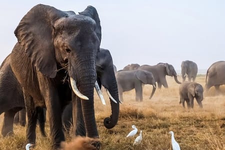 Amboseli Full Day Trip from Nairobi