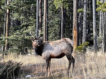 Evening Hiking Tour in Johnston Canyon, Banff National Park
