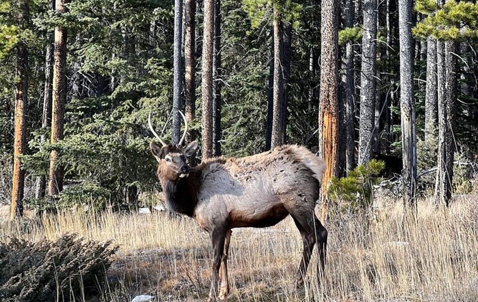 Johnston Canyon Evening Hiking Stroll Through a Serene Canyon