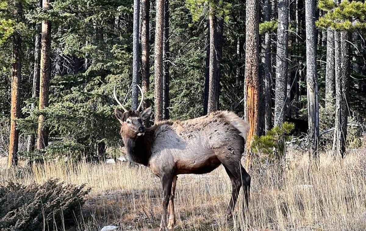 Johnston Canyon Evening Hiking Stroll Through a Serene Canyon