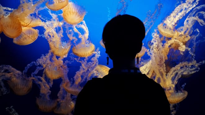 Jelly Fish