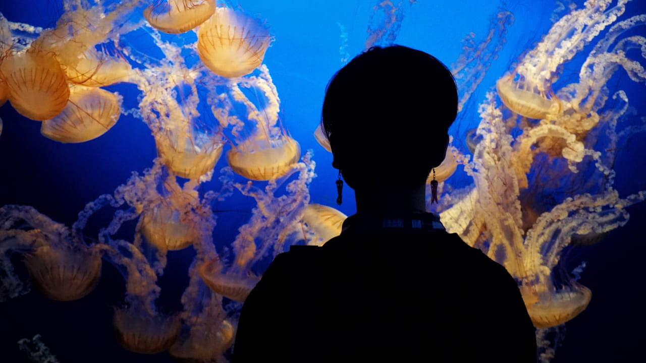 Jelly Fish