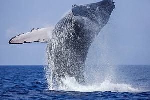 Whale Watching Boat Tour from Galle
