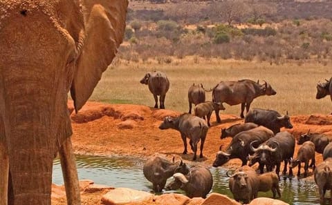 Private 3-Day Safari Experience in Amboseli National Park