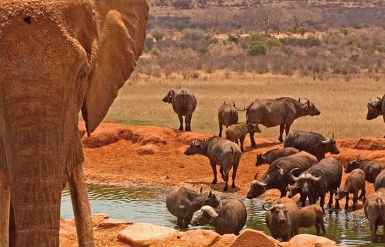 Private 3-Day Safari at Amboseli National Park from Nairobi
