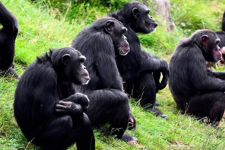 Safari Adventure at Ol Pejeta Conservancy: Chimpanzees & Big Five