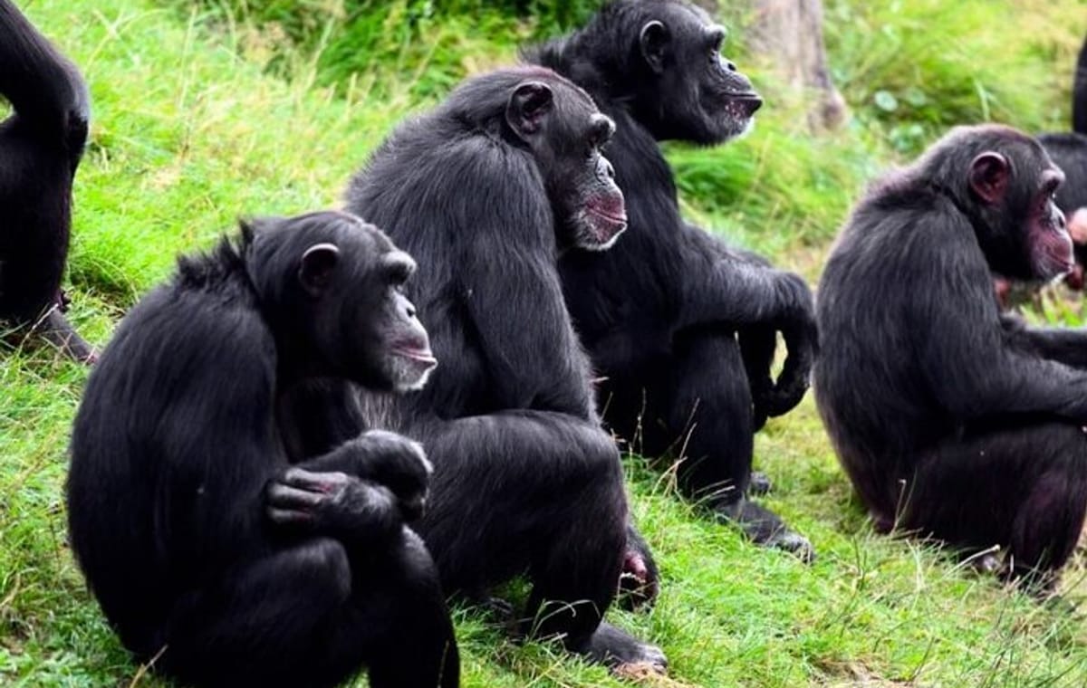 2 Days Safari to Ol Pejeta Conservancy