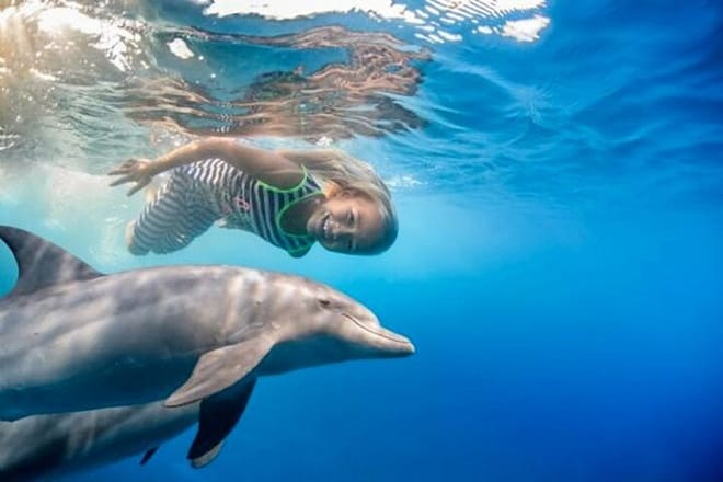 Swim With Dolphin By small-group Speedboat &amp; Transfer - Hurghada