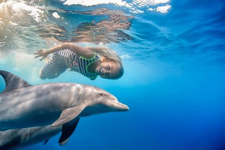 Swim With Dolphin By small-group Speedboat &amp; Transfer - Hurghada