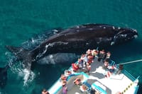 Whales and Sea lions watching at Peninsula de Valdes - PUERTO MADRYN 6