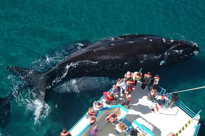 Whales and Sea lions watching at Peninsula de Valdes - PUERTO MADRYN photo 6