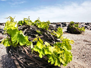 Private Food and Wine Tour in Akrotiri and Pyrgos Kallistis