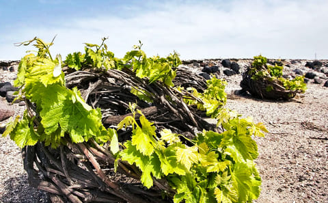 Private Food and Wine Tour in Akrotiri and Pyrgos Kallistis