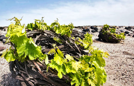 Private Food and Wine Tour in Akrotiri and Pyrgos Kallistis