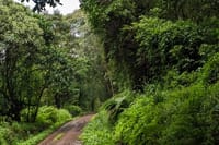 A winding dirt path leads through a dense, vibrant green tropical rainforest on the lower slopes of Mount Kilimanjaro.