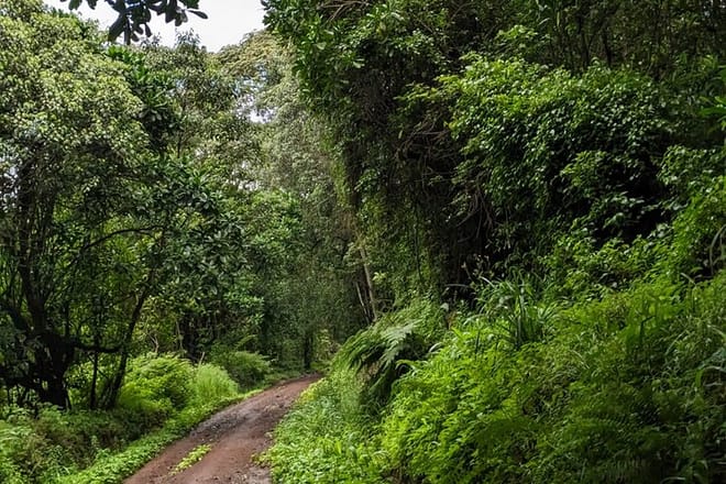 A winding dirt path leads through a dense, vibrant green tropical rainforest on the lower slopes of Mount Kilimanjaro.