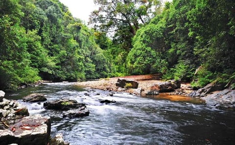 Private Transfer from Kuala Lumpur to Taman Negara via Ipoh