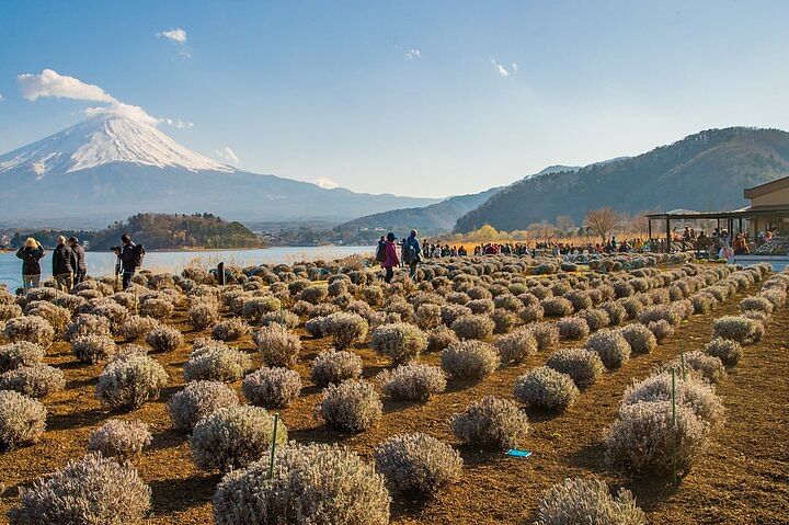 Full Day Tour in Mount Fuji and Oishi Park with Fruit Picking