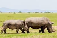 Rhinos at the Ol Pejeta Conservancy