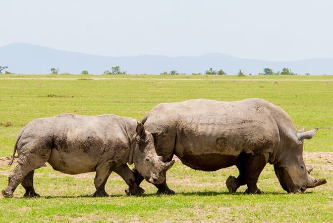 Rhinos at the Ol Pejeta Conservancy