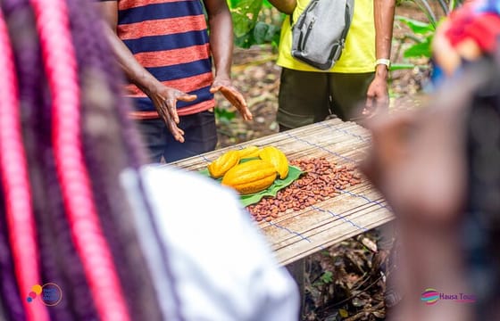 Learn Cocoa Production and Local Economy at Cocoa Farming Village