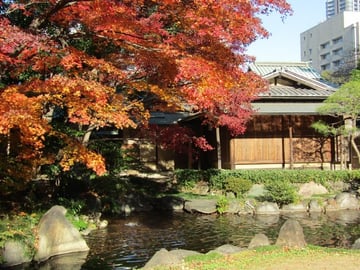 Tokyo Private Autumn Leaves Walk with a Shiba Inu