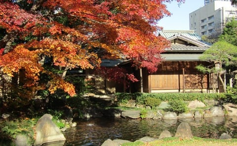 Tokyo Private Autumn Leaves Walk with a Shiba Inu