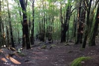 Trail