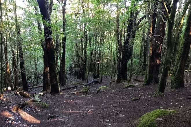 Trail