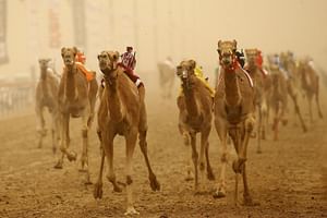 Al Ain Tour with Lunch from Abu Dhabi