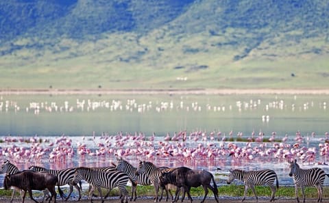 Game Drive Tour to Ngorongoro Crater from Arusha
